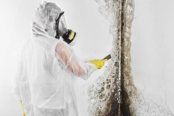 Best Attic Mold Removal  in Hudson, WI