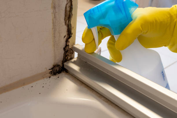 Attic Mold Removal in Hudson, WI