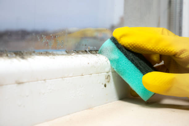 Best Home Mold Removal  in Hudson, WI