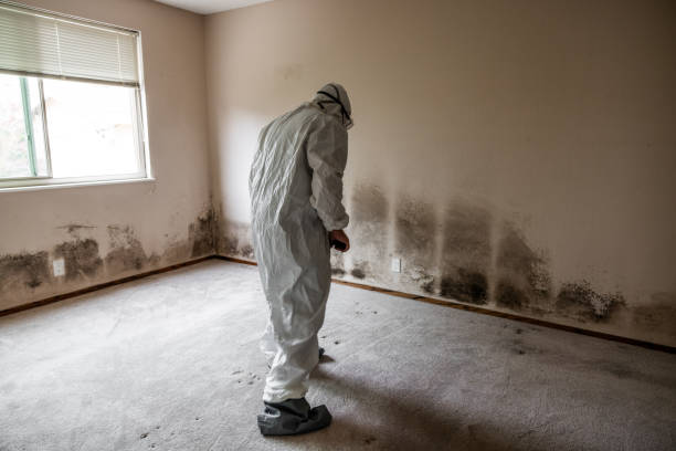 Best Toxic Mold Removal  in Hudson, WI