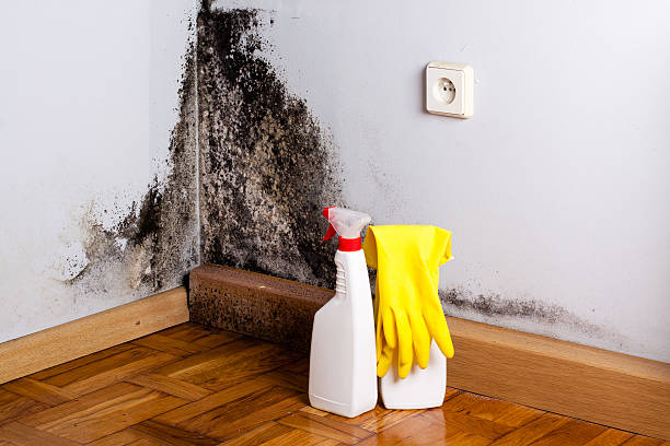 Best Fast Mold Removal  in Hudson, WI