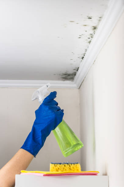 Best Residential Mold Removal  in Hudson, WI